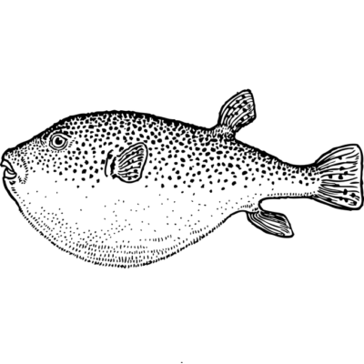 令和5年度 ふぐ処理者認定試験の実施について